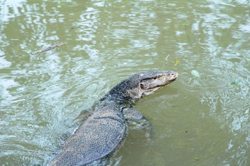 Water monitor lizard or Varanus salvator in river