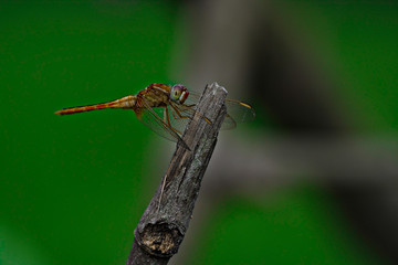 Dragonfly Click