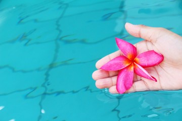 Obraz na płótnie Canvas frangipani flower is beautiful at the pool
