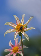 White dahlia on a blue background.