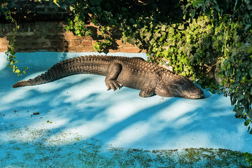 Crocodile in the pool