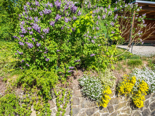 Felsensteinkraut, Aurinia saxatilis und Flieder