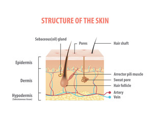 Structure of the skin info graphics illustration vector on white background. Beauty concept.
