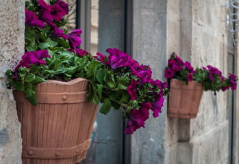Fototapeta na wymiar hanging flower pot in an alley