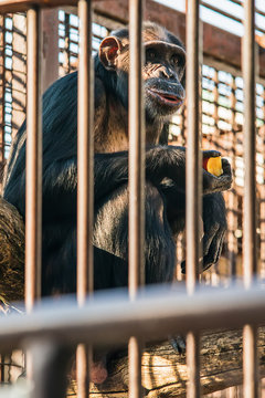 Chimpanzee in cave