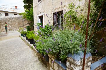 Fototapeta na wymiar A lavishly blossoming lavender bush growing in front of the house in a narrow, shady street