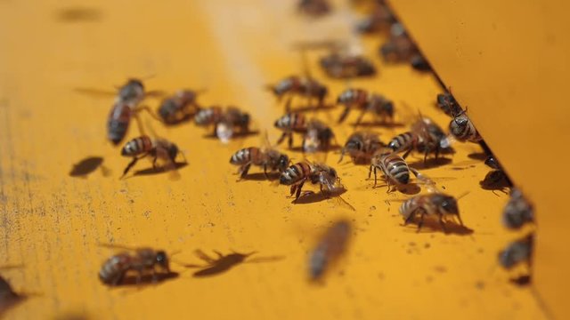 Bees ventilate the beehive during a hot summer day, slow motion