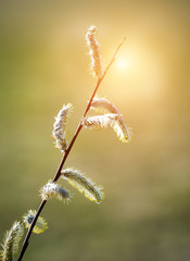Branch of flowering willow tree on green background, Sunny