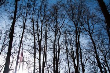 silhouettes of tall trees at sunset in the forest