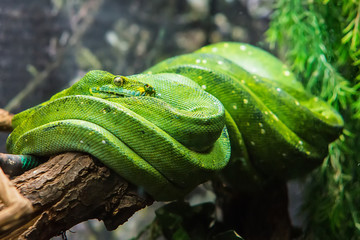Naklejka premium Emerald tree boa