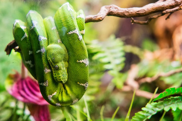 Naklejka premium Emerald tree boa