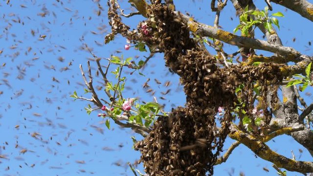 Large swarm of bees takes flight