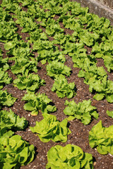 kopsalat im gartenbeet