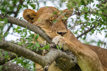 lioness in tree sleeping