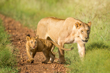 Obraz na płótnie Canvas lioness with cub