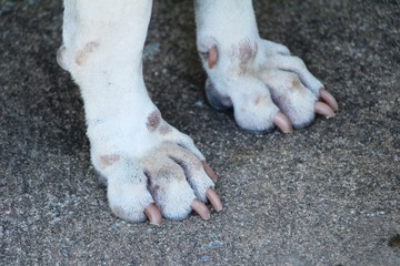 Dog is foot on ground in garden