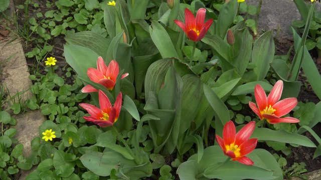 Orange decorative tulips swing in the wind. Spring