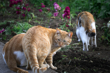 茶トラ猫 野良猫