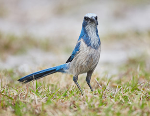Florida Scrub Jay