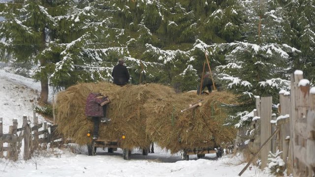 Man climbing on a dray with hay