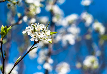 White Flowers Blooming in Spring