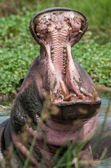 hippopotamus tanzania africa