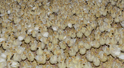 Turkey Chicks Background