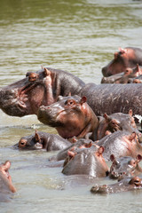 Fototapeta na wymiar hippopotamus tanzania africa