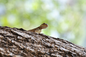 Lagarto pequeño