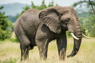 Fototapeta na wymiar elephant Serengeti tanzania africa