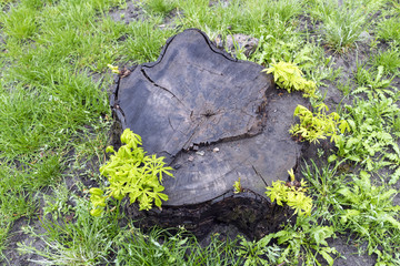 Green fresh shoots on an old dead chestnut stump © tortlecat