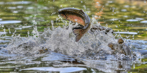 Jumping rainbow trout in Grayling Mi - obrazy, fototapety, plakaty