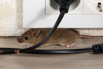 Closeup the mouse lies in corner behind broken wire. Inside high-rise buildings. Fight with mice in...