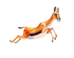 Antelope Thomson. Running gazelle or antelope isolated on white background. Watercolor. Illustration. Template. Clip art.