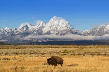Foto op Canvas Bison and Tetons © Mike