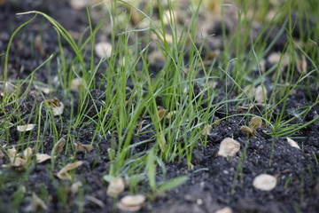 Sprouts grow from the earth