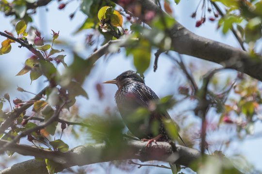 Common starling on a pink apple tree blossom branch