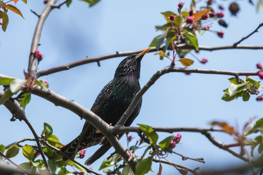 Common starling on a pink apple tree blossom branch