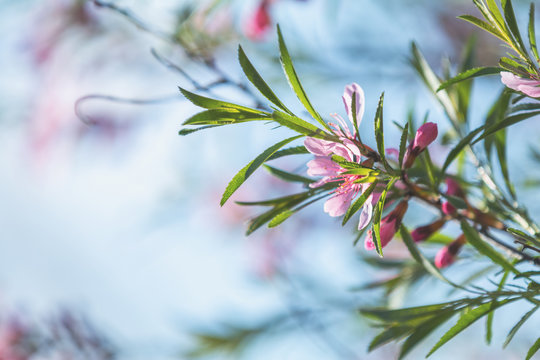 Spring background art with pink almond (prunus tenella)