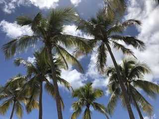 Palmen (Karibik)