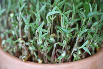 mung bean microgreen in the pot