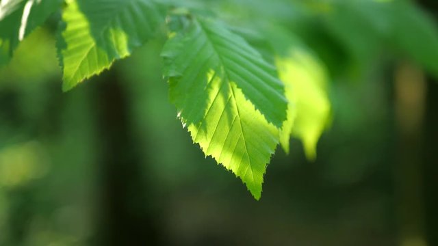 Beech leaves in sunset as a video background