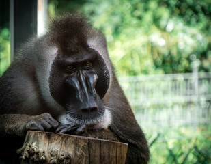 posing ape