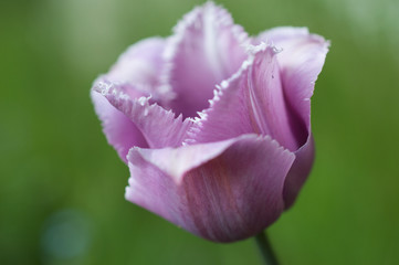 Fototapeta na wymiar Fioletowy tulipan