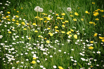 Fototapeta premium Wildwiese mit Blumen / Eine Wildwiese mit verschiedenen Blumen, wie Löwenzahn und Gänseblumen.