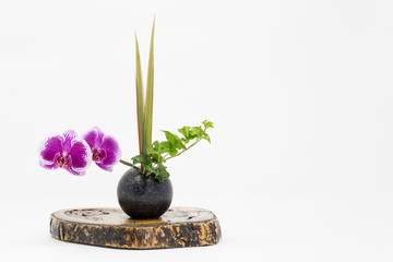 Japanese style flower arrangement ikebana isolated on white background.