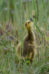 Gosling baby goose close-up