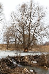 Fototapeta na wymiar shot of a large tree stump is the woods chewed by beavers