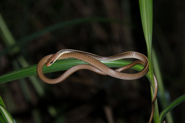 Chironius flavolineatus