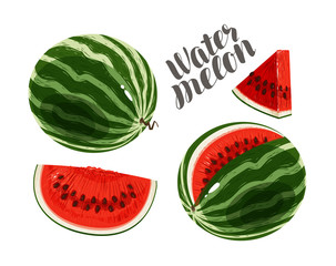 Watermelon and slices. Fresh and juicy berry. Vector illustration